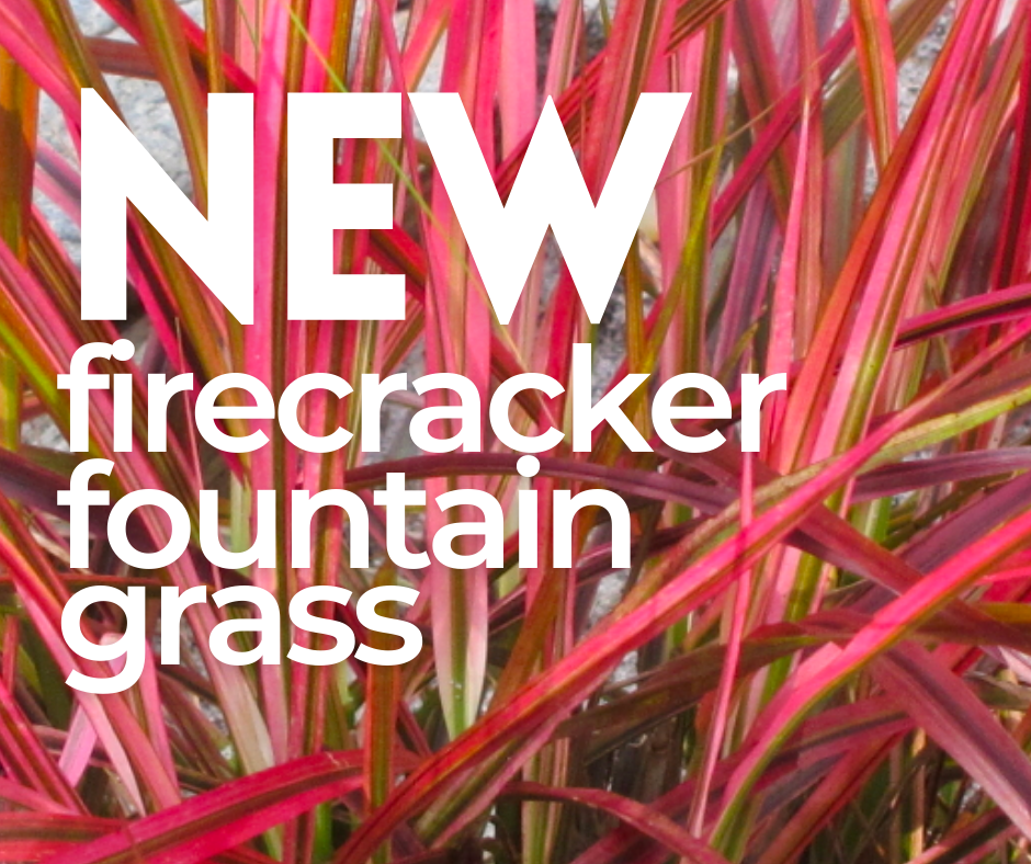 firecracker grass